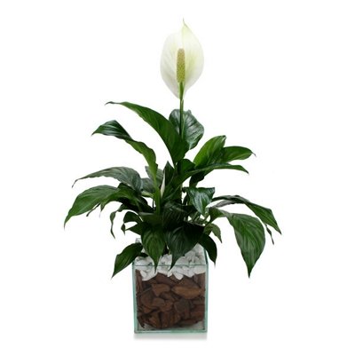 400_12829.jpg Lírio da Paz no Vaso de Vidro - Imagem 1