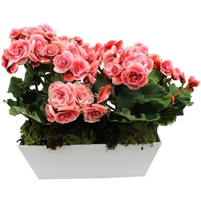 400_23519.jpg Jardim de begonia cor de rosa - Imagem 1