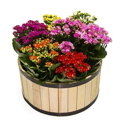 400_25342.jpg Arranjo De Kalandivas Coloridas - Imagem 1