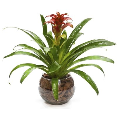 400_25426.jpg Bromélia No Vaso De Vidro - Imagem 1