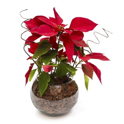 400_25559.jpg Poinsétia de Natal no Aquario de vidro - Imagem 1